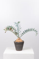 25 エンセファラルトス・ホリダス