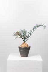 25 エンセファラルトス・ホリダス