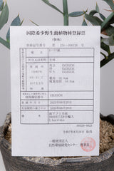 25 エンセファラルトス・ホリダス