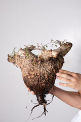 R3 - オペルクリカリアパキプス 現地発根株