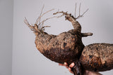 R19 -  オペルクリカリアパキプス 現地発根株