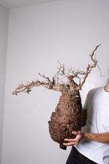 R36 -  オペルクリカリアパキプス ベアルート株