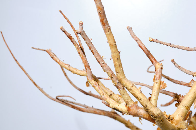 21 コミフォラ クラウセリアナ Commiphora kraeuseliana  灌木 ベアルート株