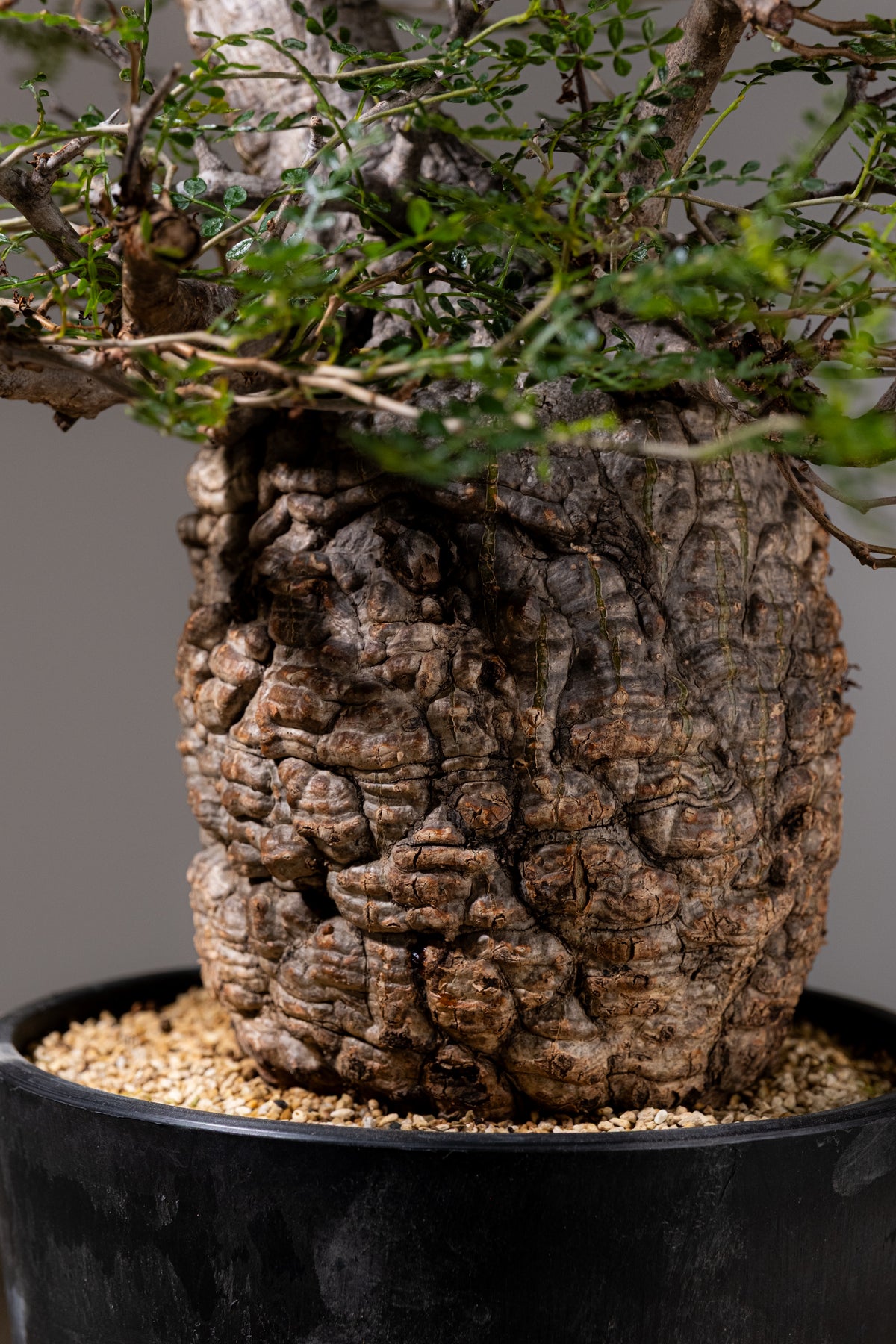 KOMO | 観葉植物・鉢の販売 | 福岡県糸島市