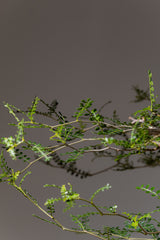 1066- 発根済 Operculicarya Pachypus オペルクリカリア・パキプス