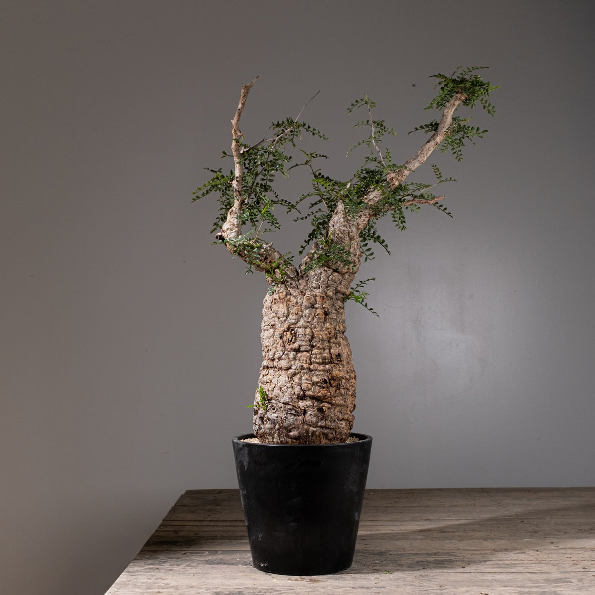 KOMO | 観葉植物・鉢の販売 | 福岡県糸島市