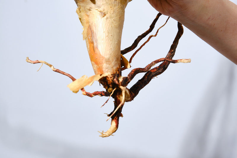 17 コミフォラ クラウセリアナ Commiphora kraeuseliana  灌木 ベアルート株