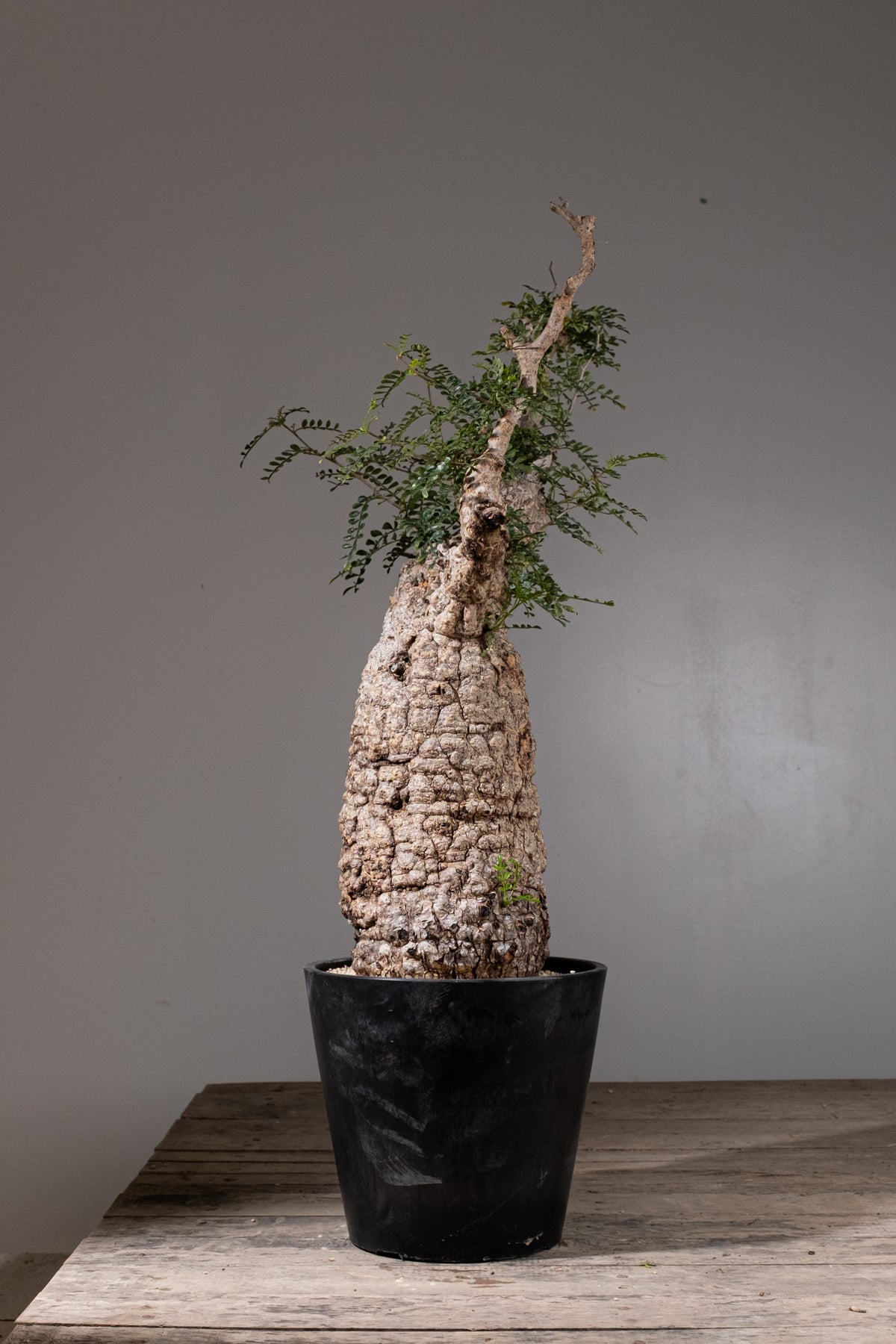 KOMO | 観葉植物・鉢の販売 | 福岡県糸島市