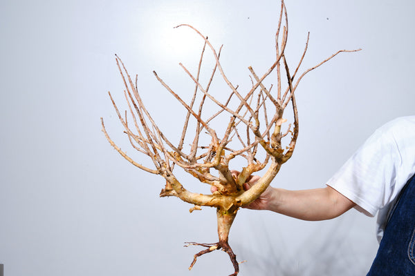 18 コミフォラ クラウセリアナ Commiphora kraeuseliana  灌木 ベアルート株