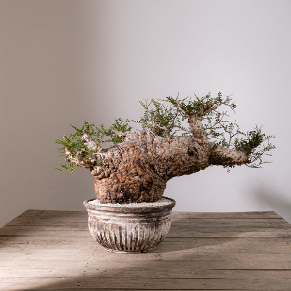 KOMO | 観葉植物・鉢の販売 | 福岡県糸島市