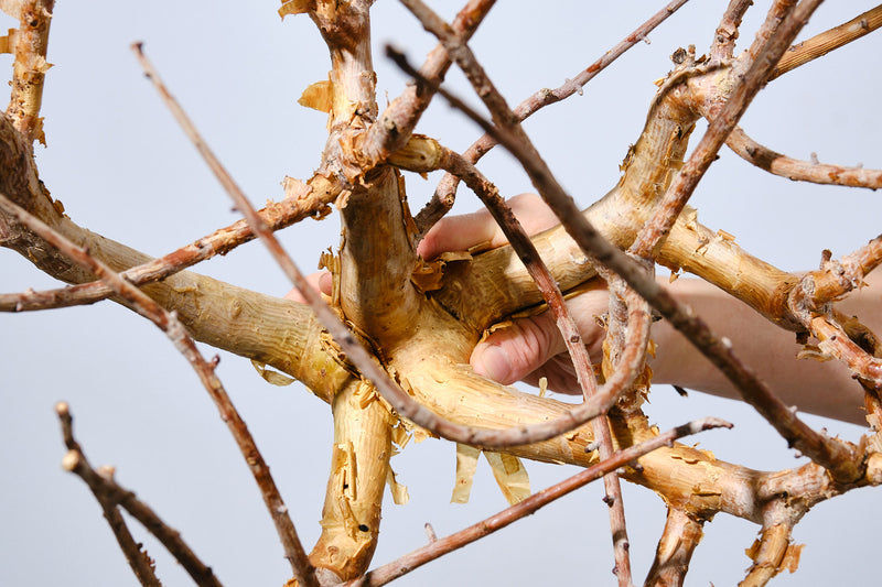 18 コミフォラ クラウセリアナ Commiphora kraeuseliana  灌木 ベアルート株