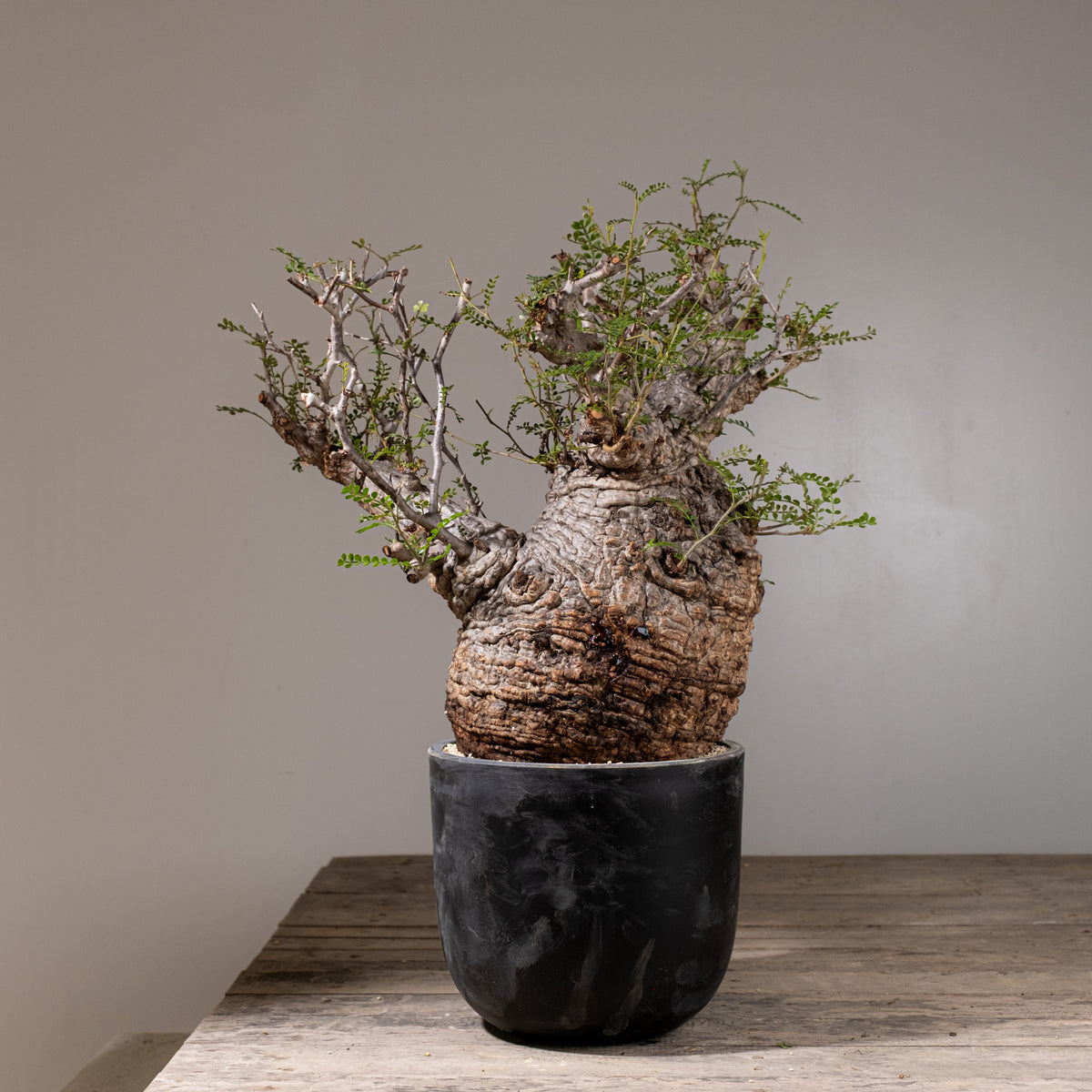 全商品 – KOMO