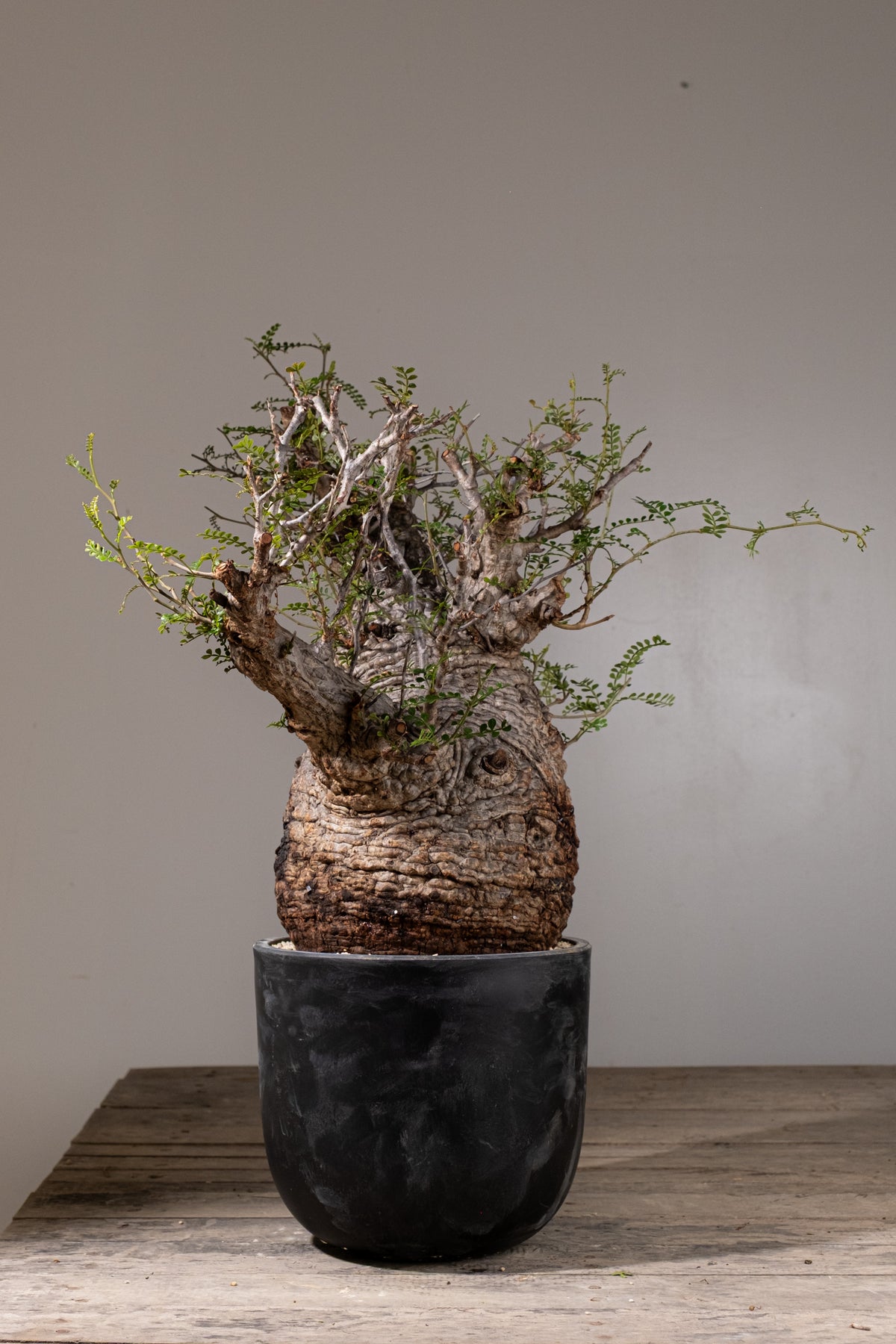 KOMO | 観葉植物・鉢の販売 | 福岡県糸島市