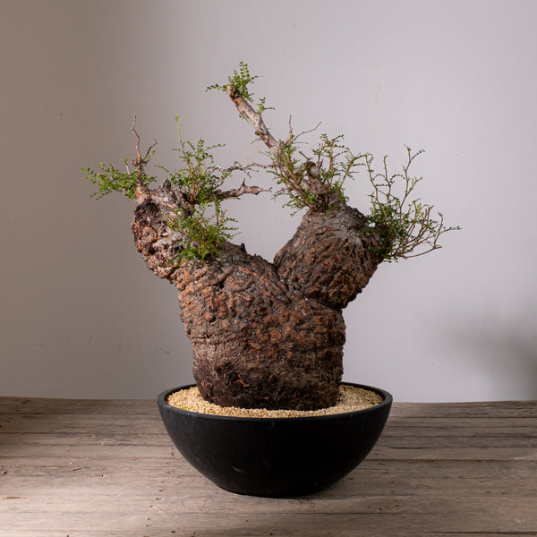 KOMO | 観葉植物・鉢の販売 | 福岡県糸島市