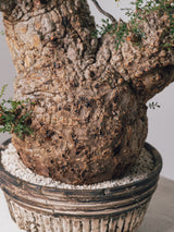 1004 - 発根済 Operculicarya Pachypus オペルクリカリア・パキプス