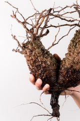 L2 - オペルクリカリアパキプス 現地発根株