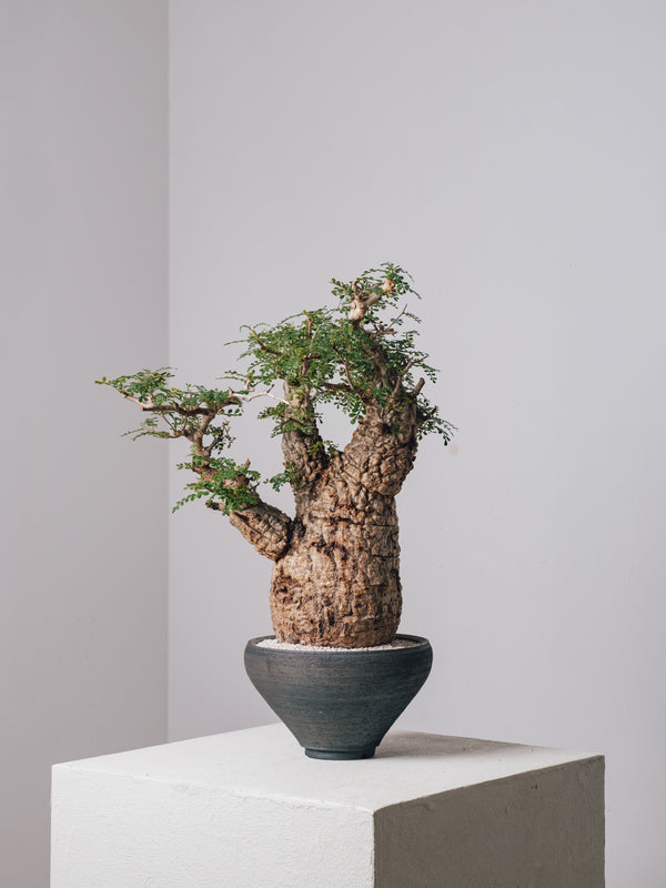 全商品 – 3ページ目 – KOMO