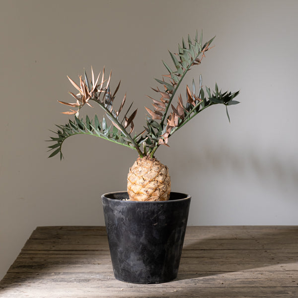 KOMO | 観葉植物・鉢の販売 | 福岡県糸島市