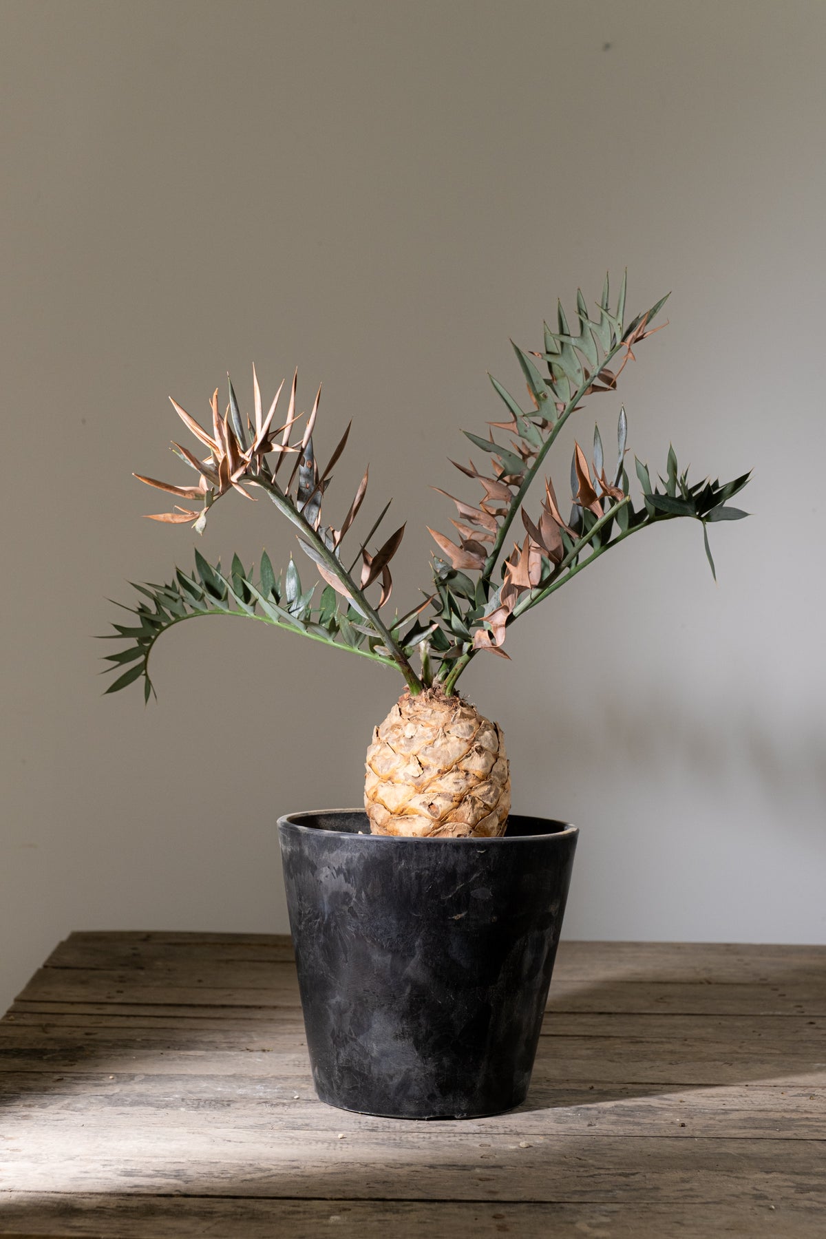 KOMO | 観葉植物・鉢の販売 | 福岡県糸島市