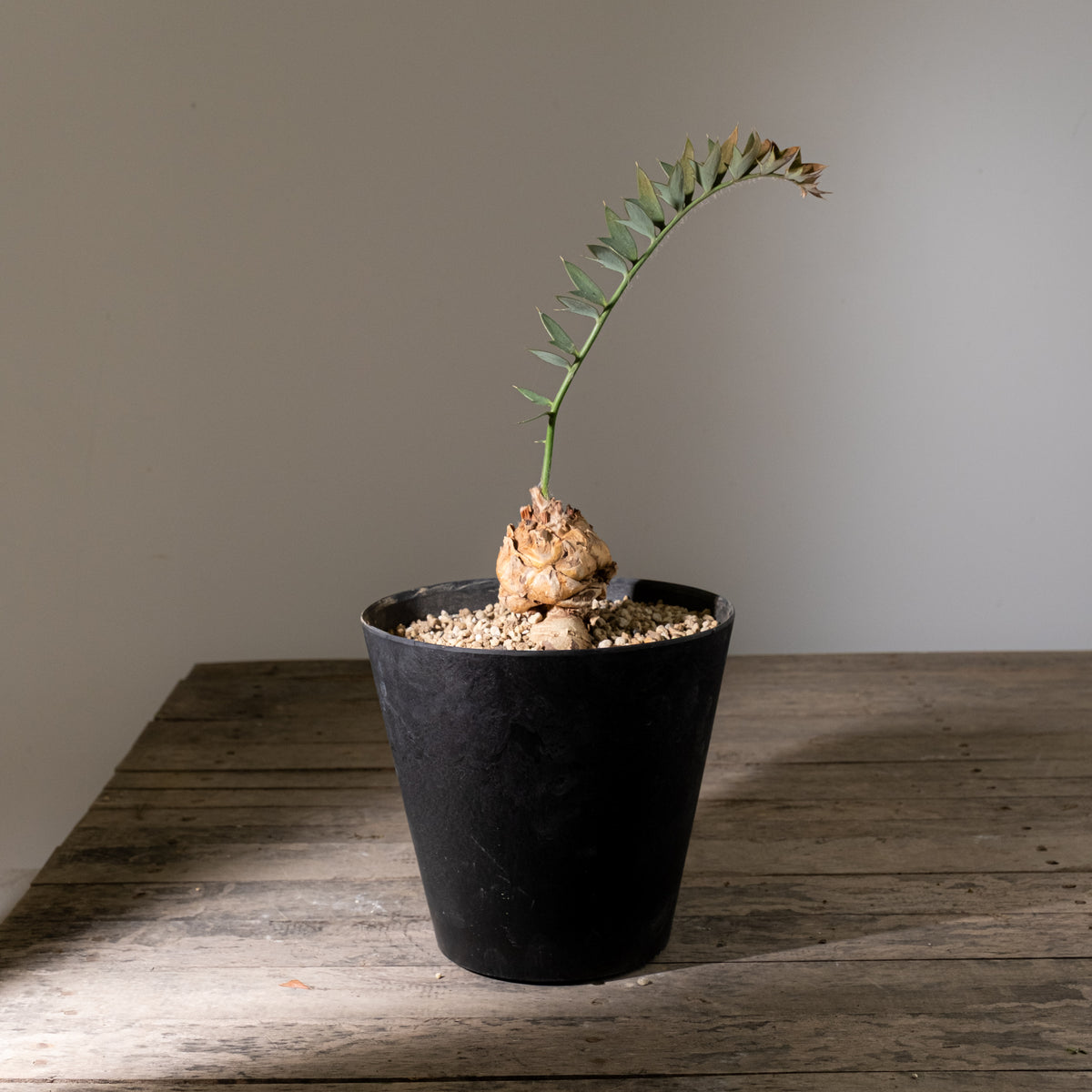 全商品 – KOMO