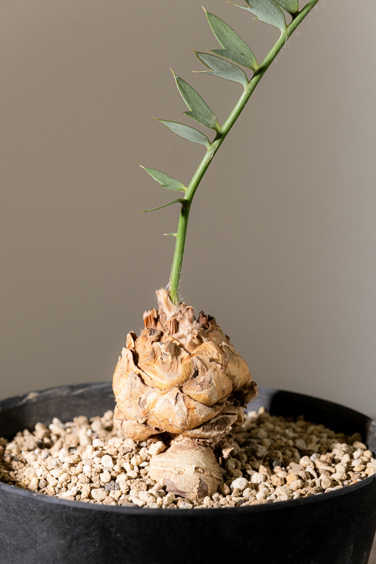 KOMO | 観葉植物・鉢の販売 | 福岡県糸島市