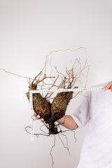 L12 - オペルクリカリアパキプス 現地発根株