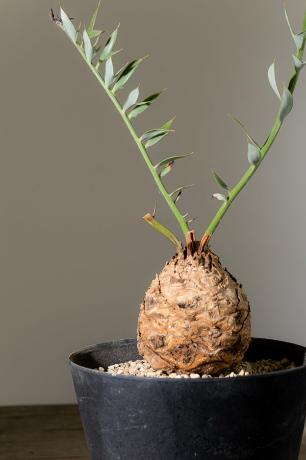 KOMO | 観葉植物・鉢の販売 | 福岡県糸島市