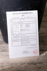 25 エンセファラルトス・ホリダス