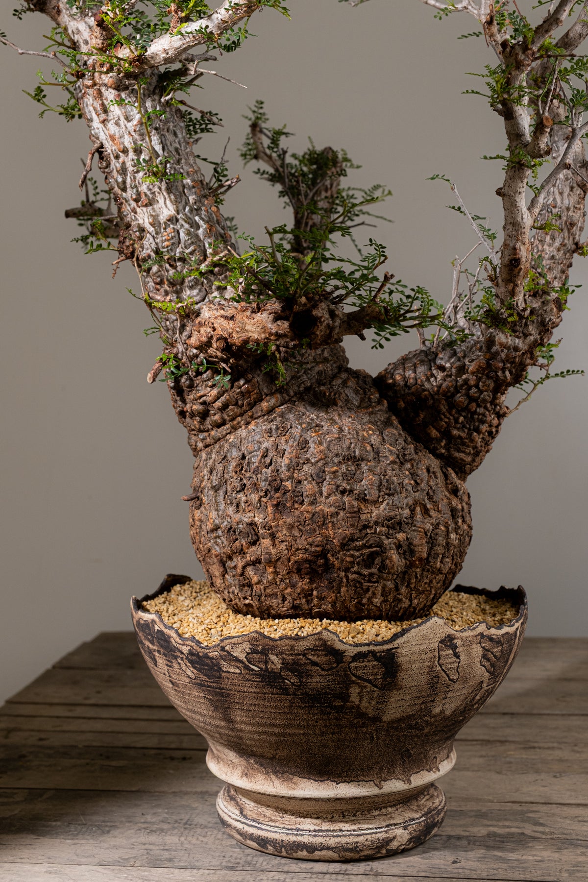 KOMO | 観葉植物・鉢の販売 | 福岡県糸島市