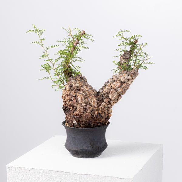 オペルクリカリア・パキプス / OPERCULICARYA PACHYPUS – KOMO