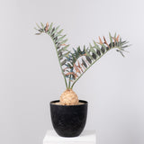 19 エンセファラルトス・ホリダス