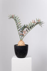 19 エンセファラルトス・ホリダス