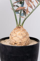 19 エンセファラルトス・ホリダス