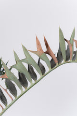 19 エンセファラルトス・ホリダス