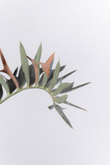 19 エンセファラルトス・ホリダス