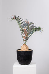 19 エンセファラルトス・ホリダス