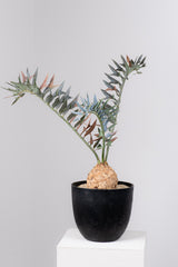 19 エンセファラルトス・ホリダス