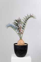 19 エンセファラルトス・ホリダス