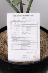 19 エンセファラルトス・ホリダス