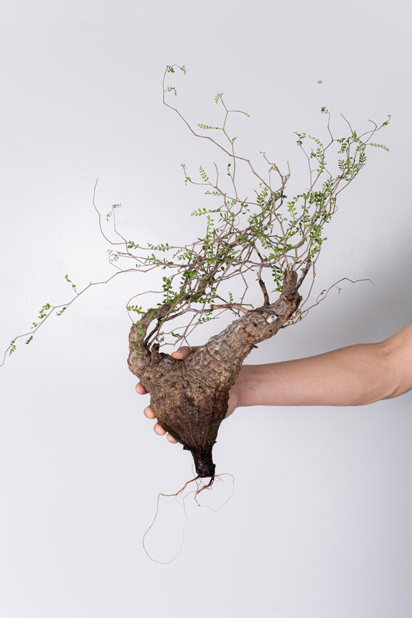 LINE先行販売 – KOMO