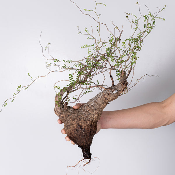 LINE先行販売 – KOMO