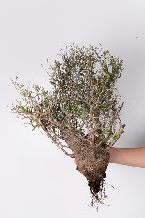 LINE先行販売 – KOMO