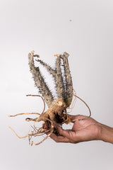 TN1アデニア アクレアータ Adenia aculeata