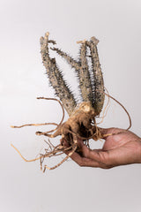 TN1アデニア アクレアータ Adenia aculeata