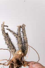 TN1アデニア アクレアータ Adenia aculeata