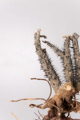 TN1アデニア アクレアータ Adenia aculeata