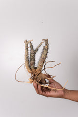 TN1アデニア アクレアータ Adenia aculeata