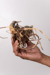 TN1アデニア アクレアータ Adenia aculeata