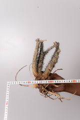 TN1アデニア アクレアータ Adenia aculeata