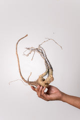 TN3アデニア アクレアータ Adenia aculeata